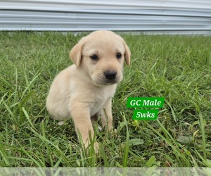 Medium Labrador Retriever