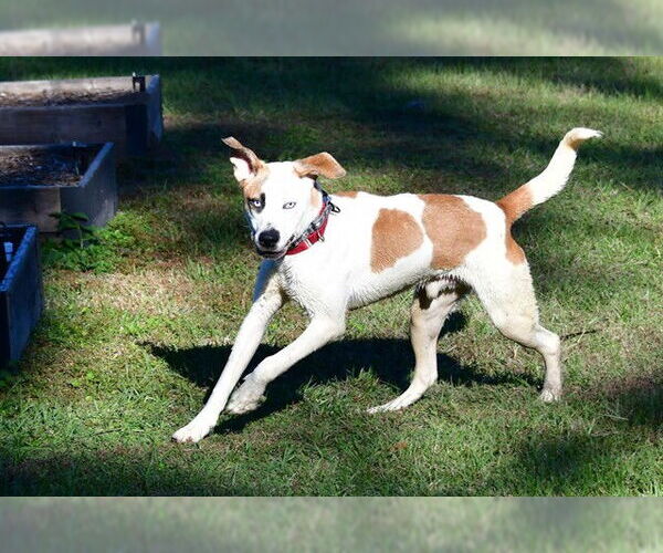 Medium Photo #1 Catahoula Leopard Dog-Unknown Mix Puppy For Sale in Ocala, FL, USA