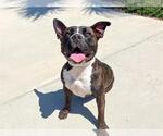 Small #1 Labrador Retriever-Staffordshire Bull Terrier Mix
