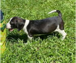 Small #2 Beagle Mix