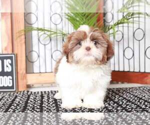 Shih Tzu Puppy for sale in NAPLES, FL, USA