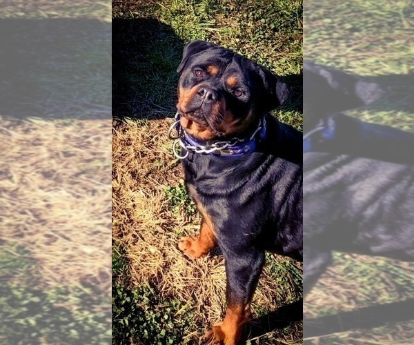 Medium Photo #39 Rottweiler Puppy For Sale in VONORE, TN, USA