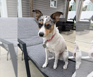 Marley - Maybe Me? - Female Mutt Dog for Adoption - Photo #4