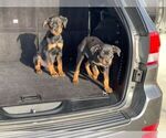 Small Photo #7 Rottweiler Puppy For Sale in DETROIT, MI, USA