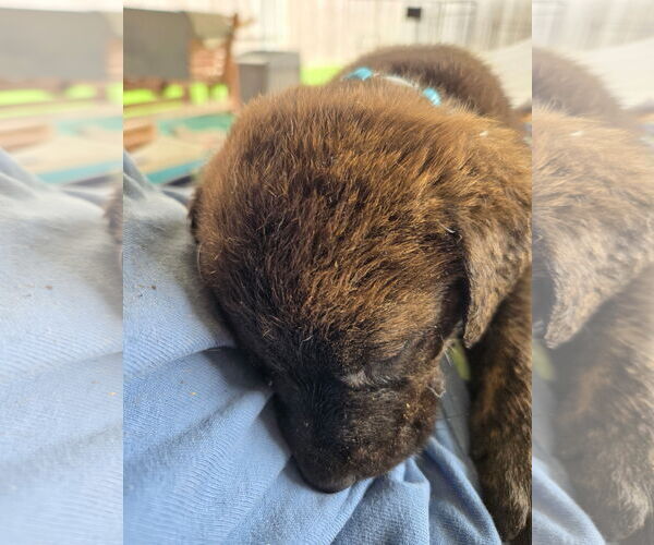 Medium Photo #1 Plott Hound-Unknown Mix Puppy For Sale in New Orleans, LA, USA