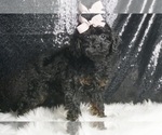 Puppy Sakura Poodle (Miniature)