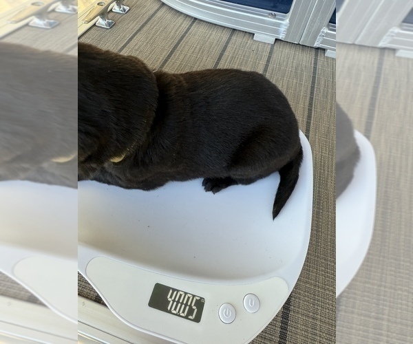 Medium Photo #2 Labrador Retriever Puppy For Sale in CLINTWOOD, VA, USA