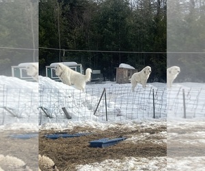 Father of the Great Pyrenees-Maremma Sheepdog Mix puppies born on 03/08/2025