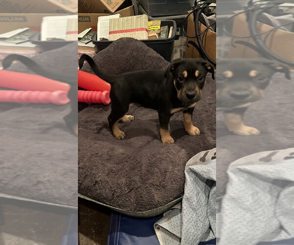 Medium Photo #1 German Shepherd Dog-Unknown Mix Puppy For Sale in Dana Point, CA, USA