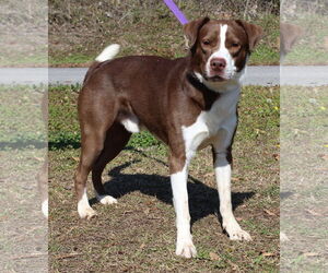 Mutt Dogs for adoption in Prattville, AL, USA