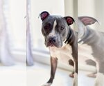 Small Photo #12 American Pit Bull Terrier-Unknown Mix Puppy For Sale in Princeton, MN, USA