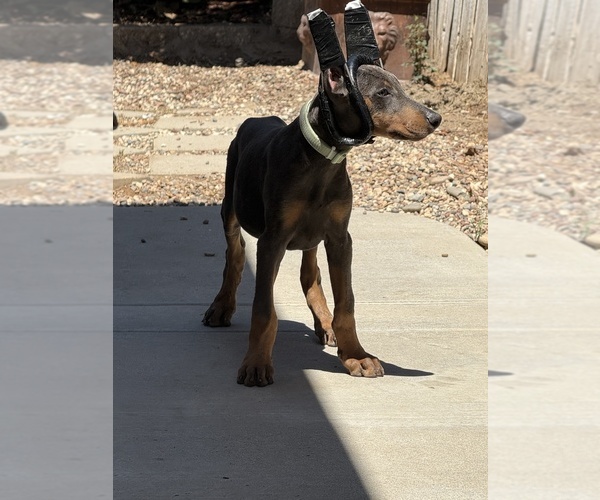 Medium Photo #3 Doberman Pinscher Puppy For Sale in CERES, CA, USA