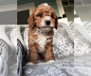 Cavapoo Puppy for sale in VANCOUVER, WA, USA
