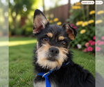 Small #1 Mutt