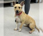Small #1 Mutt
