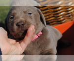 Small Photo #3 Labrador Retriever Puppy For Sale in EDINBURG, VA, USA