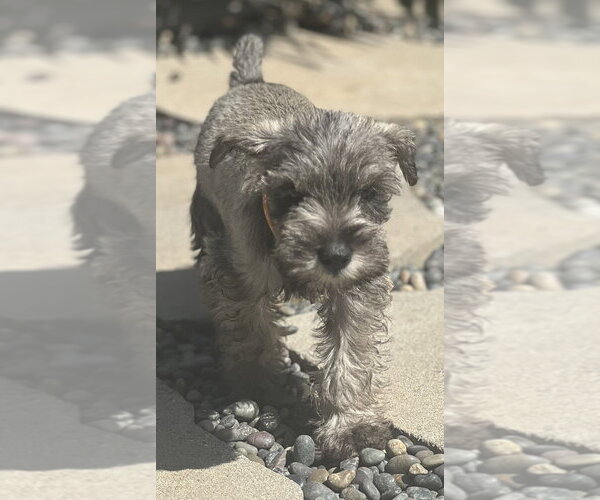 Medium Photo #2 Mutt Puppy For Sale in Dana Point, CA, USA