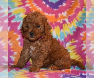 Goldendoodle-Poodle (Miniature) Mix Puppy for sale in SUNBURY, PA, USA