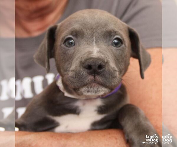 Medium Photo #5 Mutt Puppy For Sale in Washington, DC, USA