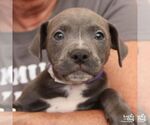 Small #4 Mutt