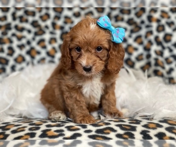 Medium Photo #6 Cocker Spaniel-Poodle (Miniature) Mix Puppy For Sale in LAKELAND, FL, USA