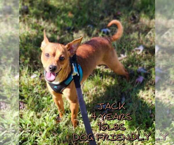 Medium Photo #1 Mutt Puppy For Sale in Woodbury, NY, USA