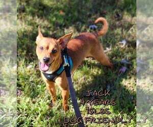 Mutt Dogs for adoption in Woodbury, NY, USA
