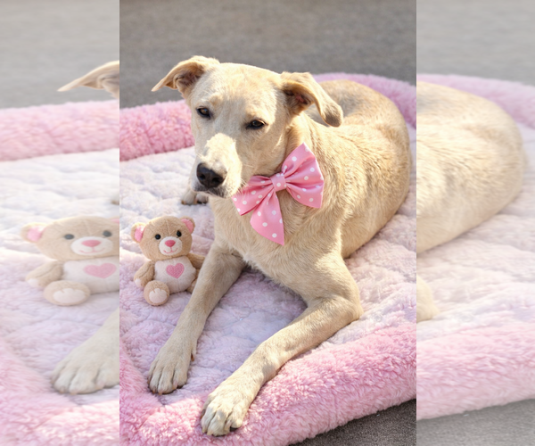 Medium Photo #2 Golden Labrador Puppy For Sale in Mt. Laurel, NJ, USA