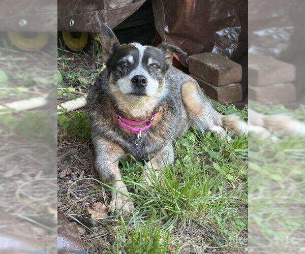 Medium Photo #2 Mutt Puppy For Sale in Garden City, NY, USA