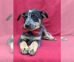 Small Photo #9 Australian Cattle Dog Puppy For Sale in HOLTWOOD, PA, USA