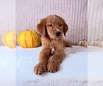 Cinnabar - Male Golden Retriever Puppy for Sale - Photo #2