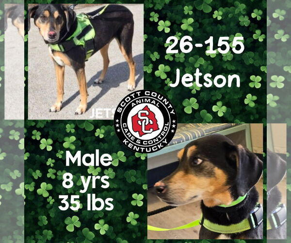 Medium Photo #1 Beagle-Unknown Mix Puppy For Sale in Georgetown, KY, USA