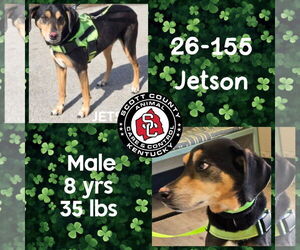 Beagle-Unknown Mix Dogs for adoption in Georgetown, KY, USA