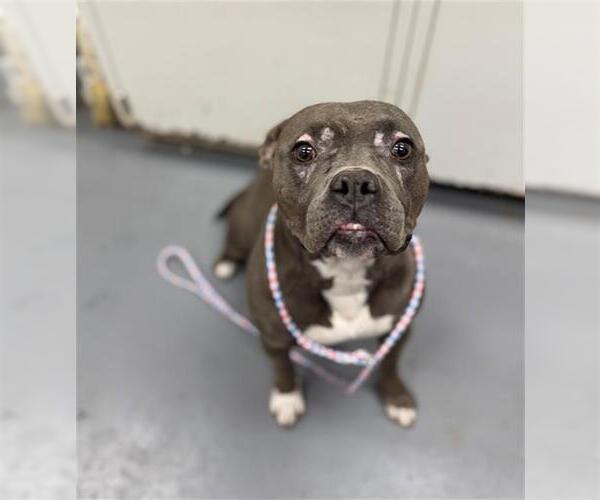 Medium Photo #1 Mutt Puppy For Sale in Peoria, IL, USA