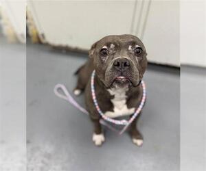 Mutt Dogs for adoption in Peoria, IL, USA