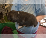 Small Photo #6 Akita Puppy For Sale in LICKING, MO, USA