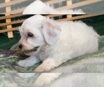 Small Photo #8 Havanese Puppy For Sale in FENTON, MO, USA