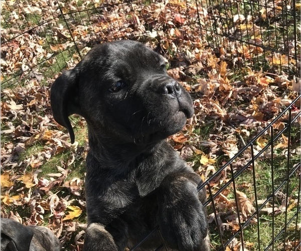 Medium Photo #1 Cane Corso Puppy For Sale in GULLIVER, MI, USA