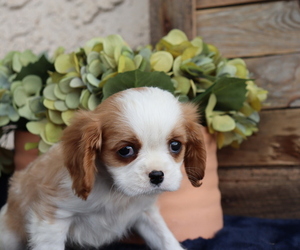Cavalier King Charles Spaniel Puppy for sale in HONEY BROOK, PA, USA