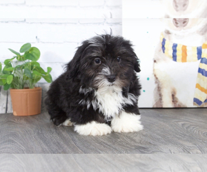 Havanese Puppy for sale in RED LION, PA, USA