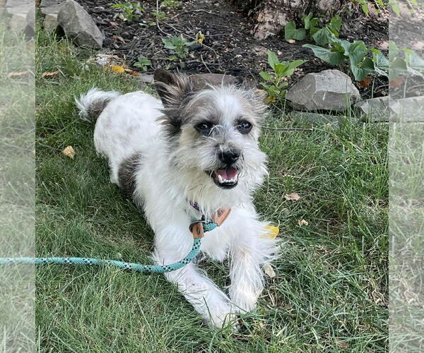 Medium Photo #1 Mutt Puppy For Sale in Rochester, NY, USA
