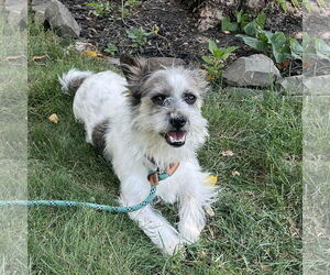 Mutt Dogs for adoption in Rochester, NY, USA
