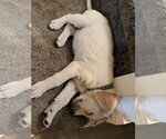 Small Labrador Retriever Mix