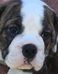Small Photo #1 Olde English Bulldogge Puppy For Sale in CANYON LAKE, TX, USA