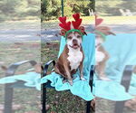Small #9 American Pit Bull Terrier