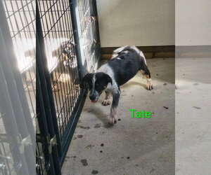 Beagle-Unknown Mix Dogs for adoption in Stover, MO, USA