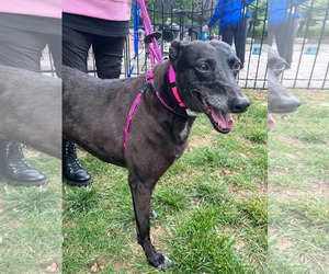 Greyhound Dogs for adoption in Cherry Hill, NJ, USA