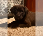 Small Photo #1 Labrador Retriever Puppy For Sale in ROCHESTER, WA, USA