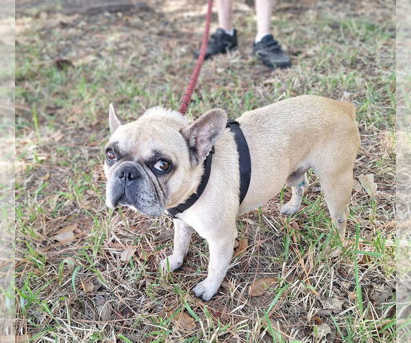 Medium Photo #3 French Bulldog-Unknown Mix Puppy For Sale in Missouri City, TX, USA