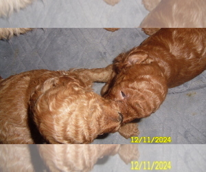 Poodle (Toy) Puppy for sale in DULUTH, GA, USA